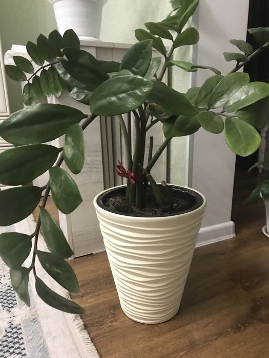 Цветы домашние