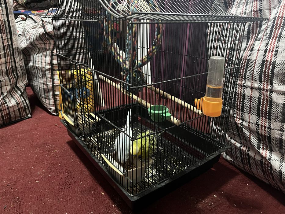 Продам попугаев с клеткой