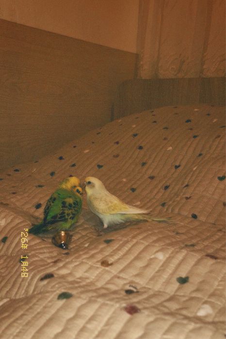 Продаются попугаи 14тыс.