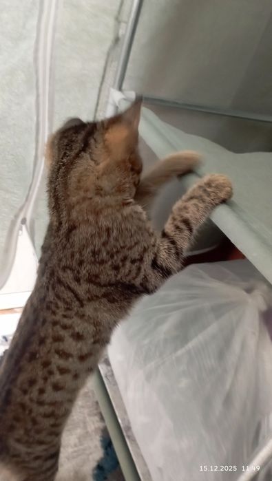 Котёнок очень милый и послушный