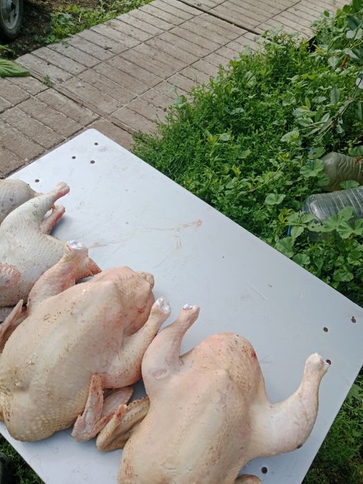 Продам домашних курей бройлеров