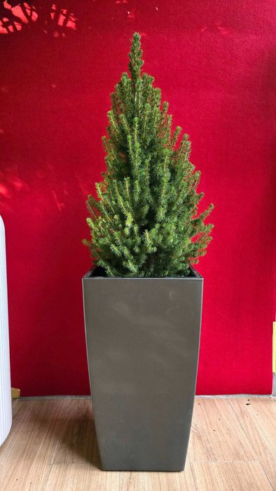 Живые елки Коника и Кипарисы, Ардизии