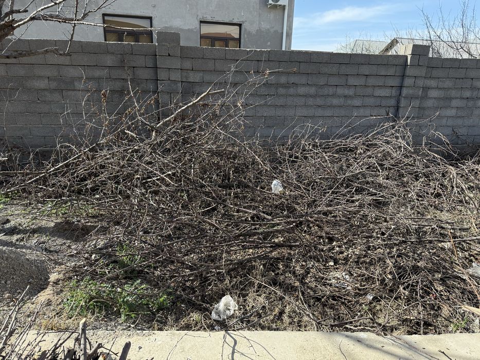 Отын дрова бесплатно отдам даром