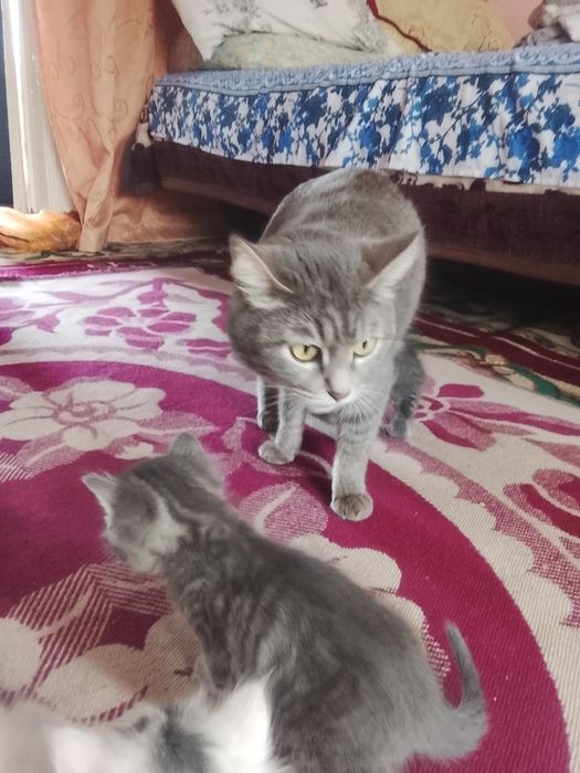 Котята народу не помню