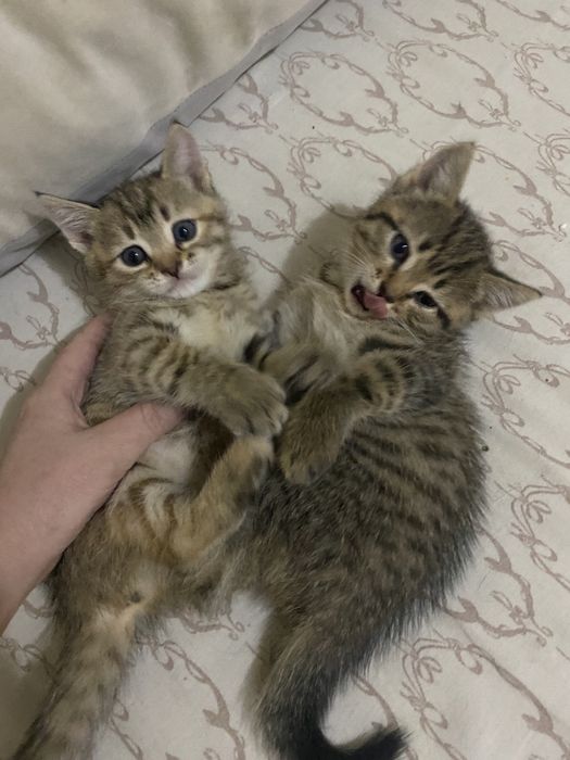 Отдам котят бесплатно