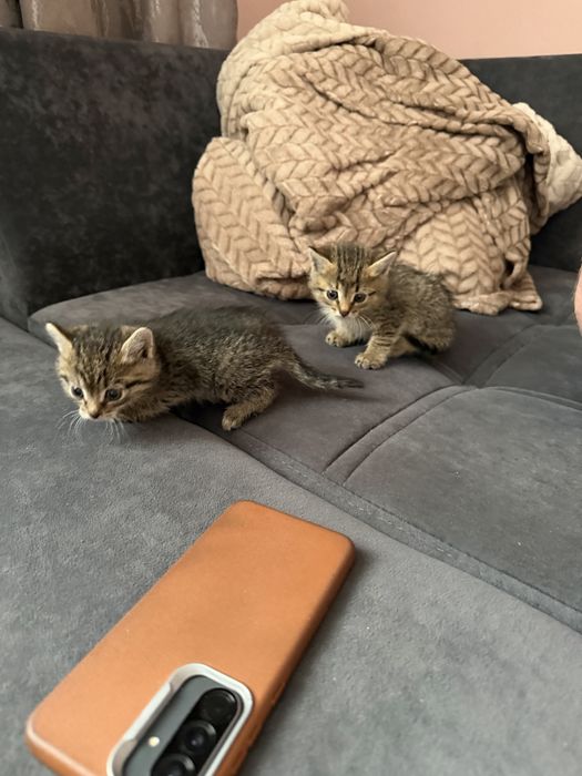 Отдам котят в добрые руки