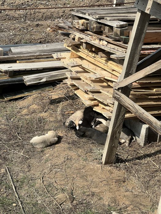 Щенята 1-1,5 месяца