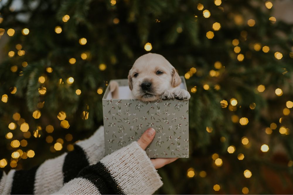Pui Golden Retriever