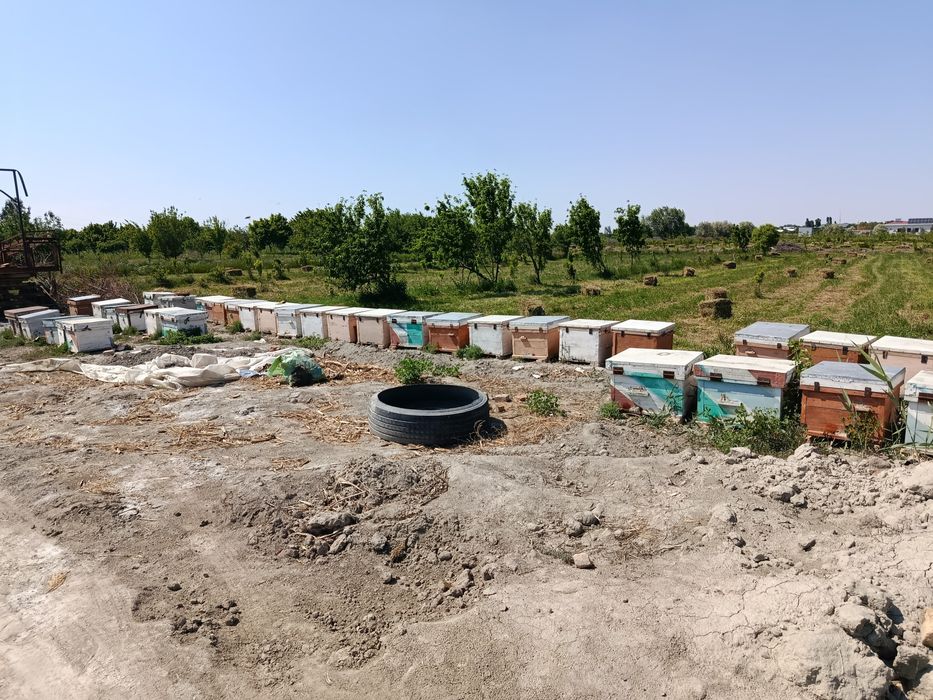 Asal ari oilasi yashiklari bilan