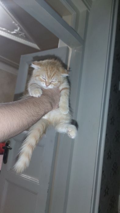 Зотли мушукчалар