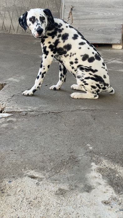 Dalmatin kuchuk sotiladi juda ham toza qonlik