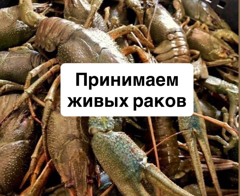 Живые раки! Прием!