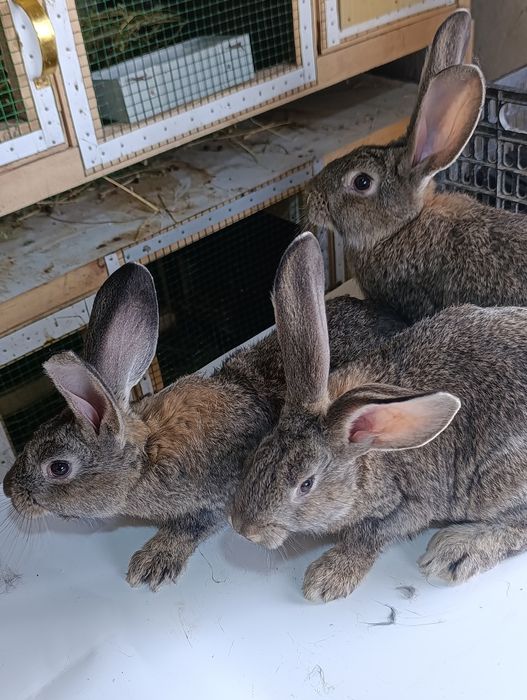 Ferlandir quyon bolasi sotiladi. 4 ta sames bor 3 ta samka