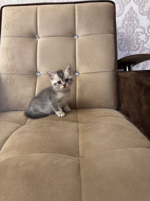 Продаю срочно  серебристую шиншлилу