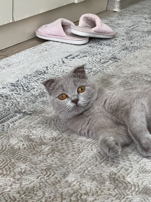 Продается кошка скоттиш фолд