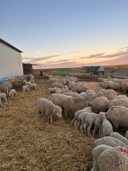 Vând oi de rasă merinos