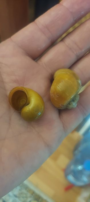 Рыбки аквариумные