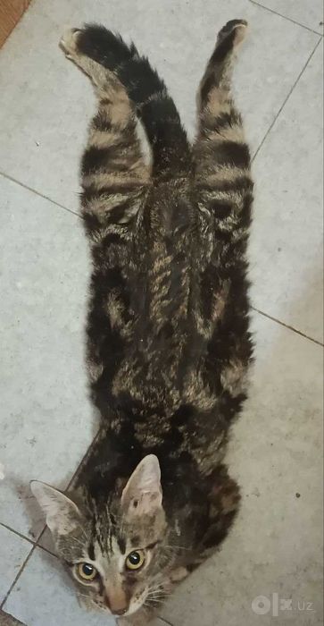 Котенок в добрые руки. Смотрите другие объявления автора
