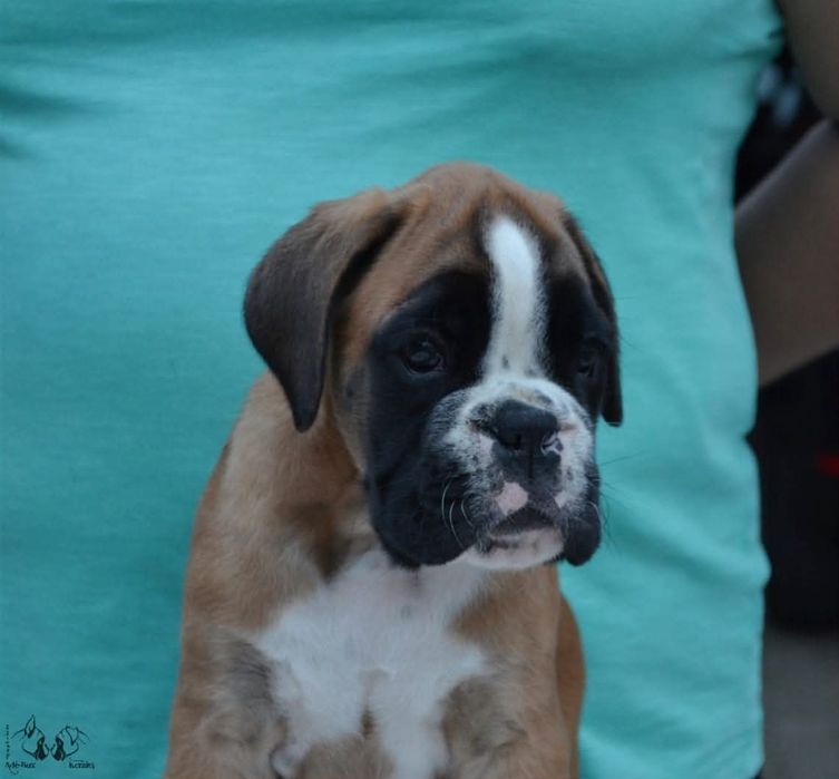 Pui Boxer cu Pedigree