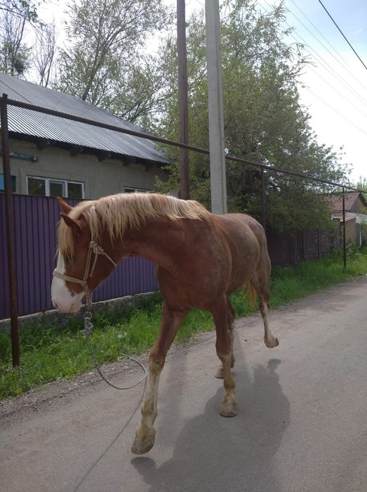Продам срочно! 3летка