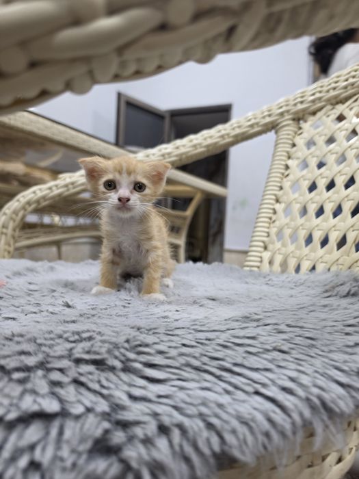 Породистая кошка