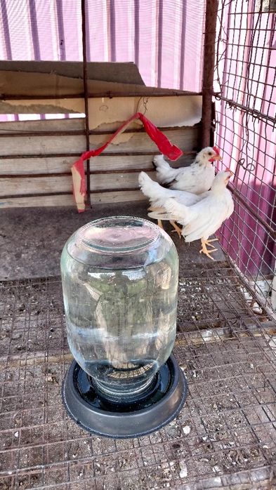 Цыплята декоративные