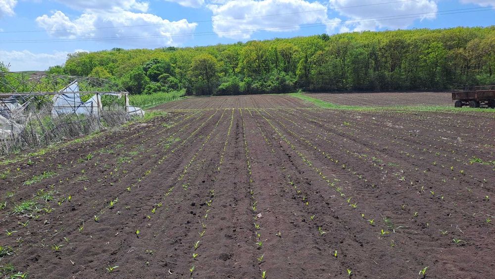 Semanatoare SPC 6 (8) DE VANZARE