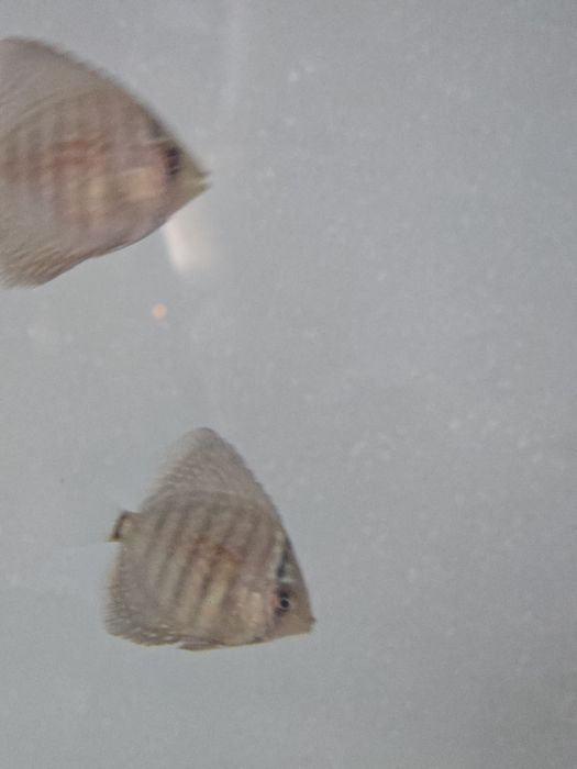 Мальки дискуса Туркис