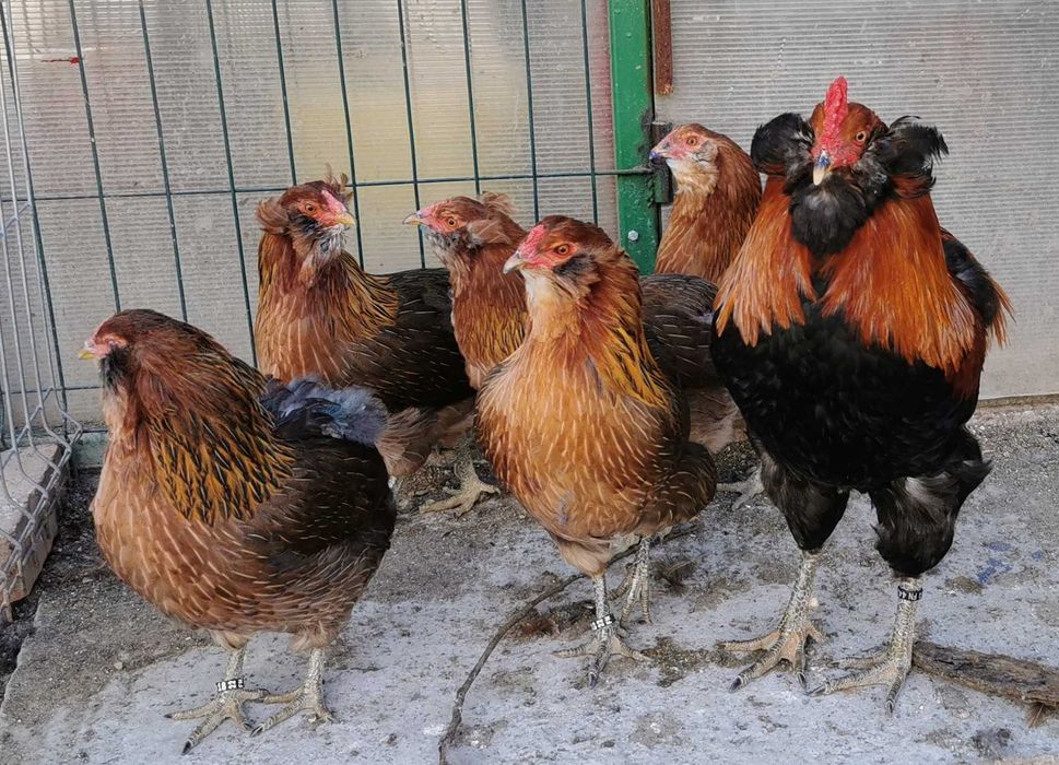 Oua Araucana Gat Auriu, rasa pura