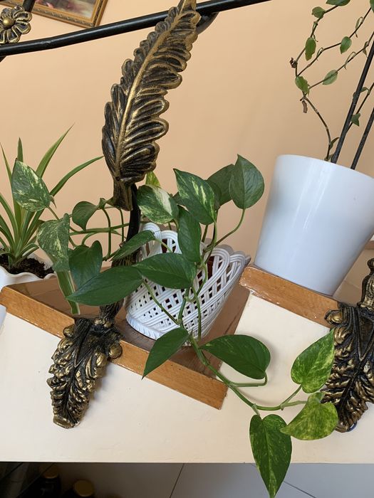 Домашние ростения