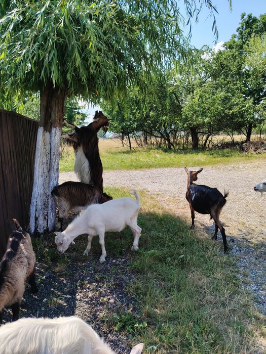 Vând,sau schimb căprițe din localitatea Ocna Sugatag, Maramureș.