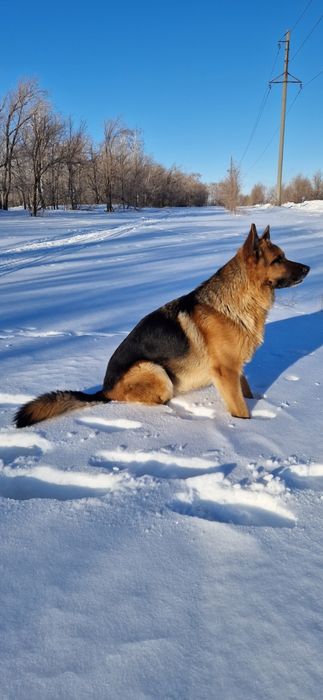 Кабель немецкой овчарки, вязка