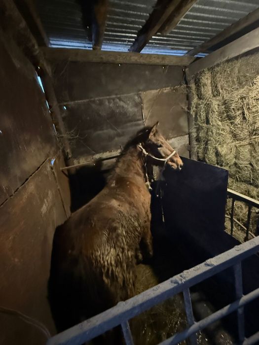 Семіртілген Тай сатамын соғымға