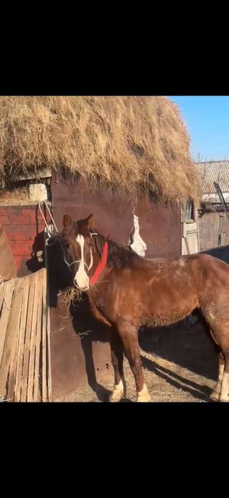 Продам жеребца, лошадь