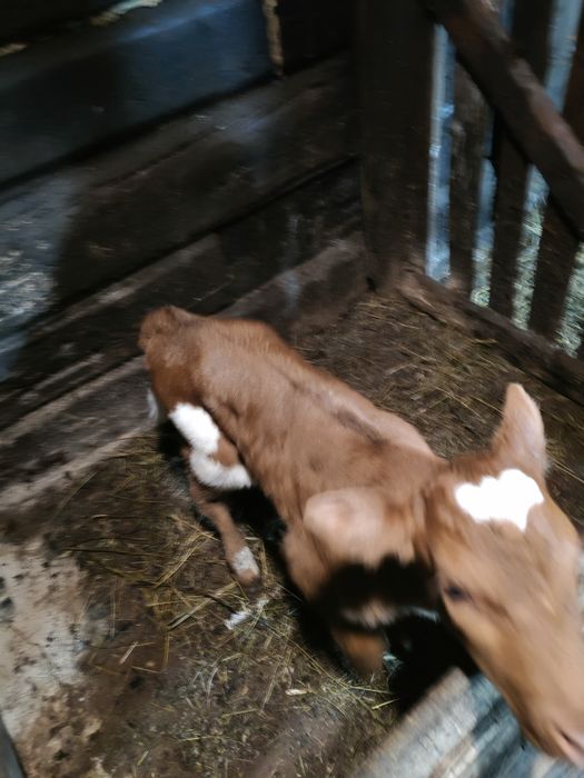 Продам телят бычок и тëлачка