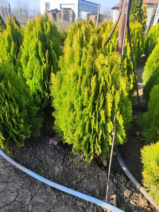 Туя Ауреа Нана , Лейланди , Смарагд !