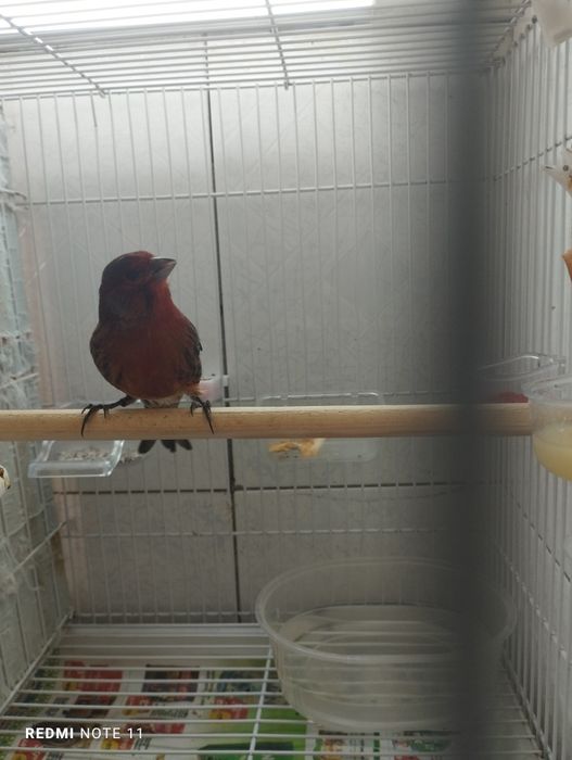 Красный черный мазайка сотилади. Нар