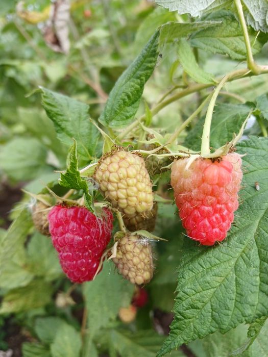 Дача, р-н Телецентр, с/о Кристалл