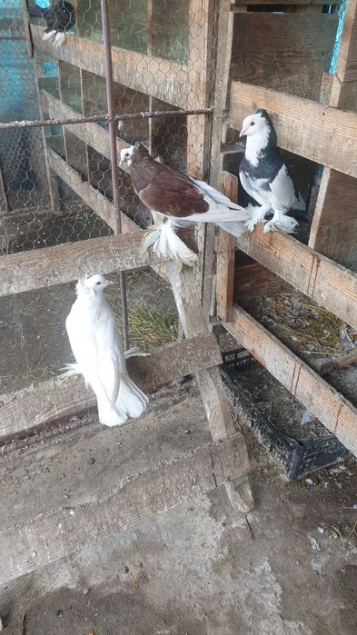 Vand porumbei Kingi,încalțați,roller de Cluj .