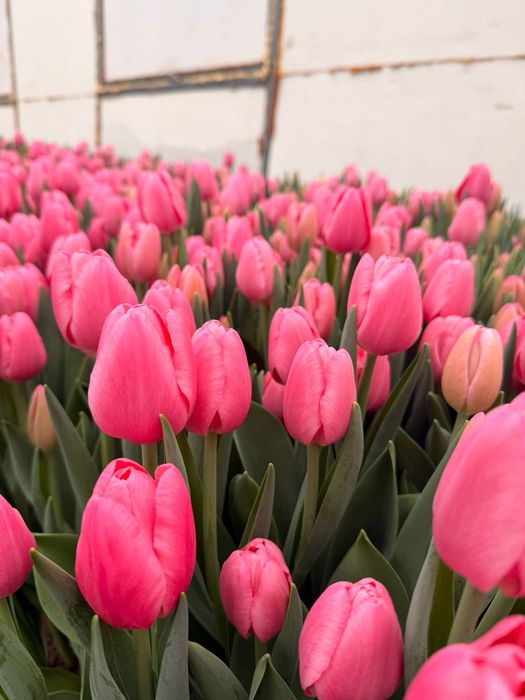 Тюльпаны тепличные