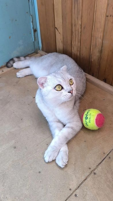 Продаю Кота в Добрые руки .