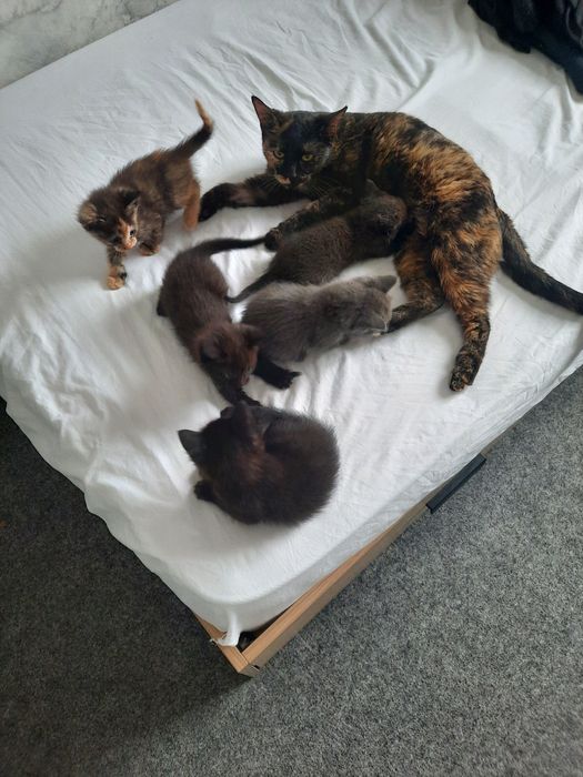 Мушукчалар хадияга