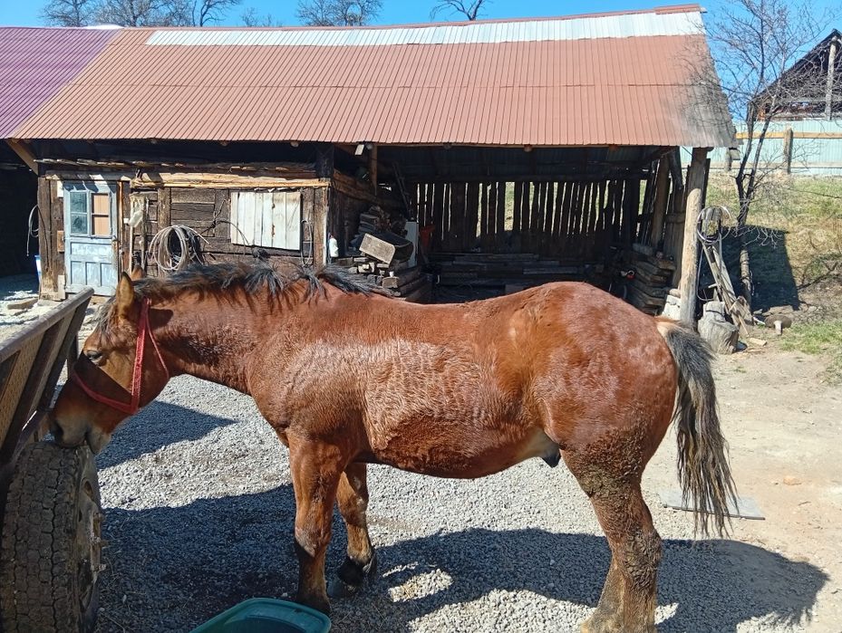 Vând mânz Greu sânge unguresc