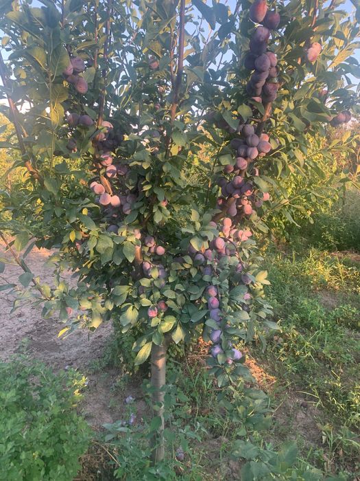 Gem si dulceata bio din fructe