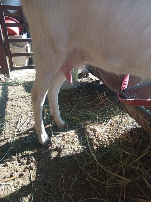 Ешкілер сатылады.