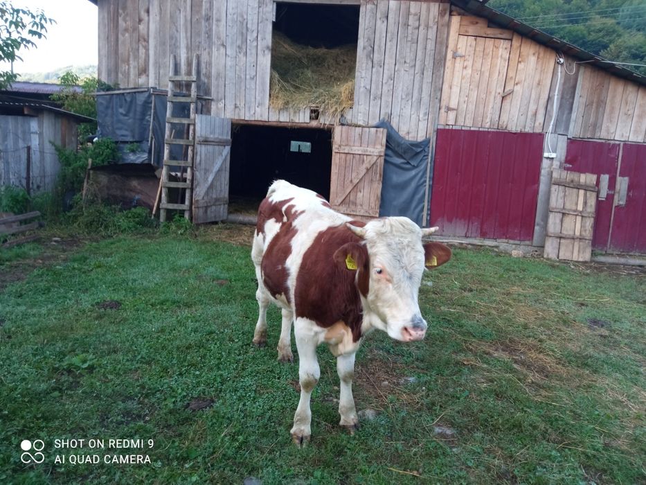 O lună de zile sau doia