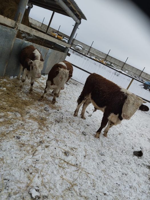 Продам бычков и телочек