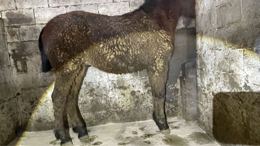 Продается лошаль 2 года,