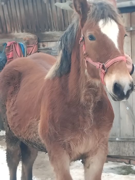 Mânz de vânzare 10 luni