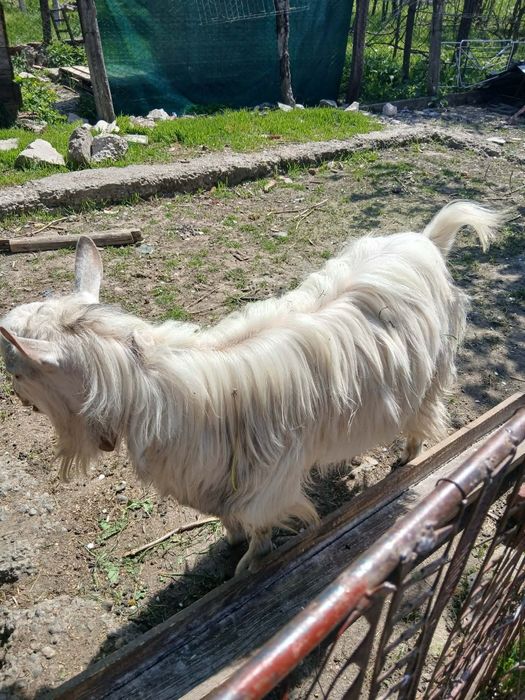 bak kecske eladó. Capră de vânzare